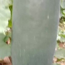 黑皮冬瓜