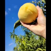 锦绣黄桃