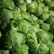 聊城市甘蓝圆包菜，卷心菜，上市中，宣的