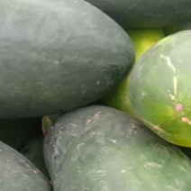 黑皮冬瓜大量共应需要