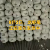 龙虾尾