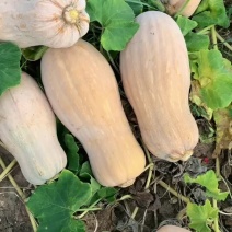 上灰密本南瓜🎃