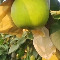 翠冠梨