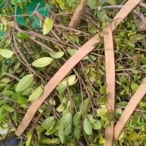 广西油茶籽寄生茶，茶籽树茶寄生