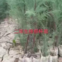 丛生柽柳/柽柳杯苗/独杆柽柳/盐松杯苗/红柳规格齐全按需分拣