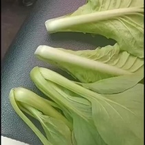 上海青小油菜大量供应精品专业对接精品市场电商平台