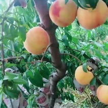 黄金密三号已成熟