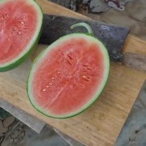 浙江精品早春红玉
