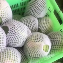 精品甘蓝，大量现货