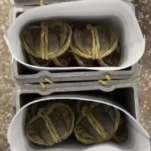 江苏兴化红膏大闸蟹，满膏满黄，全国可发货，可一件代发！