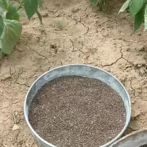 荏荏籽大量供货味道好口味香