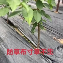 PE全新生态防草布除草布耐用农用园艺果园果树大棚盖遮光透