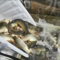 原生态水库大鲤鱼
