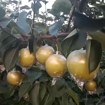 正能量，诚信赢天下阳信万亩梨园，黄冠梨，大量上市货好量大