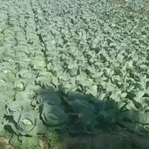 甘蓝，芜湖椒