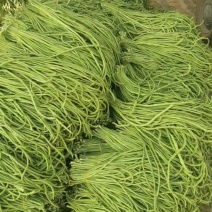 精品豆角大量上市，品种有，青条，白条，黄条