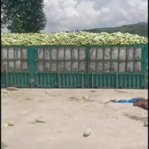 西葫芦工厂货量大