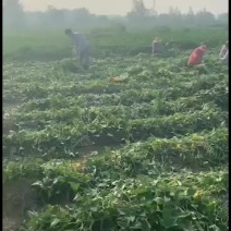 西瓜红（普薯32）原种脱毒苗大田苗高剪苗成活率高苗壮高产