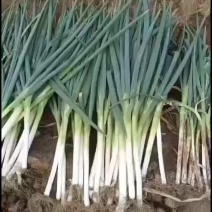 基地长白大葱