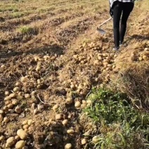 湖北恩施本地土豆马尔科