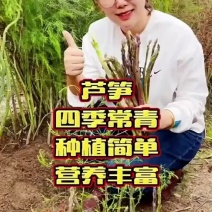 芦笋苗多年生植物抗病抗寒一次种植多年采收