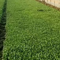 鸡毛菜大量上市啦