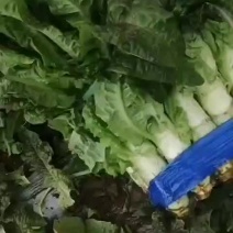 精品红叶香莴笋