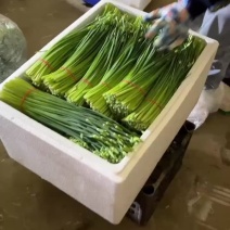 产地发货韭苔，货源充足，量大从优，欢迎选购