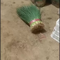 本地精品小葱颜色鲜亮质量保证