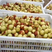 冬枣