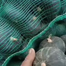 贝贝南瓜