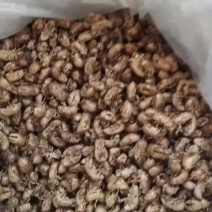 蝉脱河南南阳产地干净货好个头大