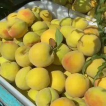 黄桃