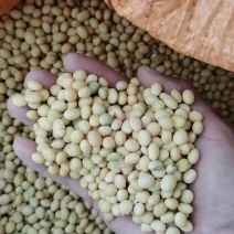 湖北手工早黄黄豆