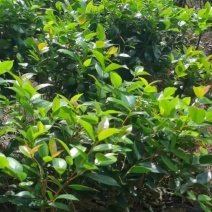茶花