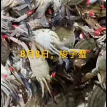 梭子蟹
