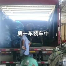 南通本地黑冬瓜，个头大表皮光亮，条形好，欢迎采购砸单