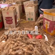 精品毛薯