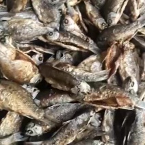 油炸鲫鱼