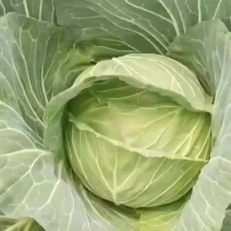 韩将军莲花白