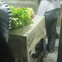 毛芹