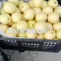 黄冠梨