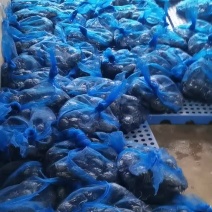 盘锦河蟹稻田蟹六月黄蟹毛蟹大闸蟹各种规格质优价廉量大优惠
