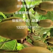 翠香猕猴桃！皮薄，汁水多，甜度高！糖度可达14.个糖度！
