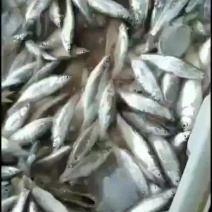 白条鱼大量出售