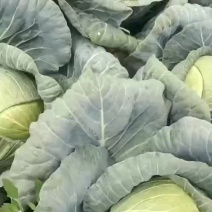 尼森大铁头
