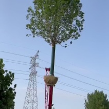 速生白蜡/速生白蜡小苗/嫁接速生白蜡/嫁接工程