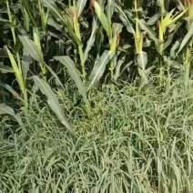 全珠青储玉米