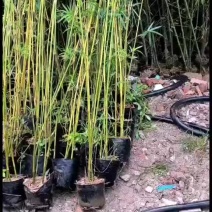 佛山观音竹打造绿色城市