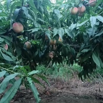 永连密挑